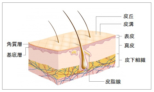 皮膚の老化