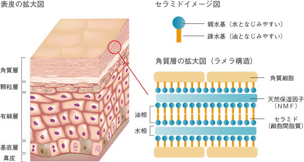 セラミド