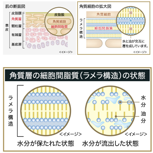 セラミド