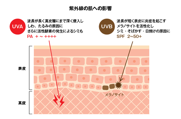 紫外線の肌への影響