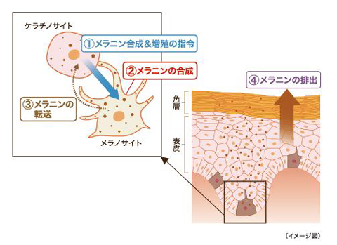 シミやそばかすを予防する