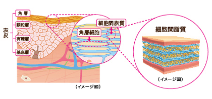 脂質と水分が何層にも重なりあう「ラメラ構造」を形成して、強力に肌内部を外部刺激からガードします。
