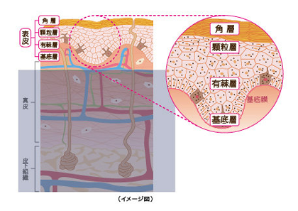 表皮の構造と働き