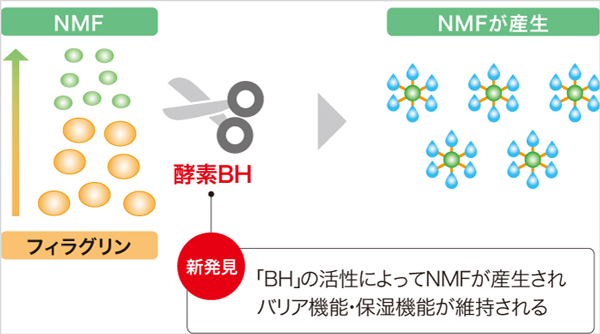 ブレオマイシン水解酵素