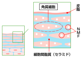 角質細胞間脂質(セラミド)