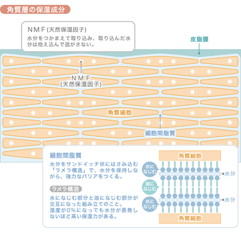 水の層が油の層でがっちり守られているため乾燥に強く、ラメラ構造が綺麗に並んでいればいるほど暑さや寒さ、外部刺激などから角質層を守ってくれるのです。