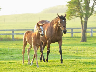 馬プラセンタは、体温が高い馬の胎盤が原料のため、菌が少ないとされています。