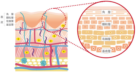 たるみ・シワを改善する