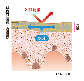 バリア機能の低下