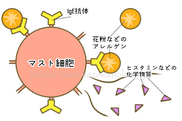 アレルゲンと細胞