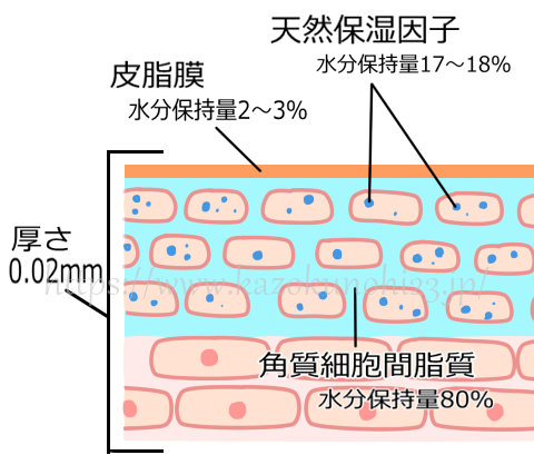 『細胞間脂質』が肌内部の水分量を維持