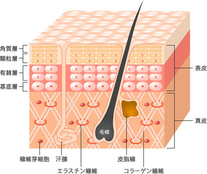 幹細胞コスメとは今までにない新発想のスキンケア