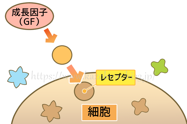 ヒト幹細胞コスメが効果的な理由とは？