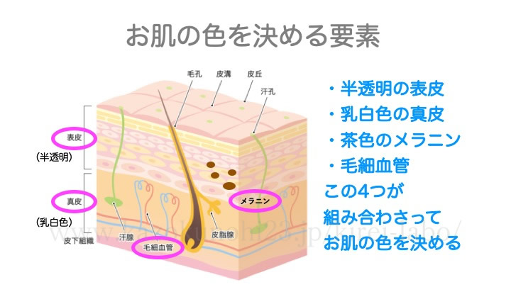 お肌の色を決める要素