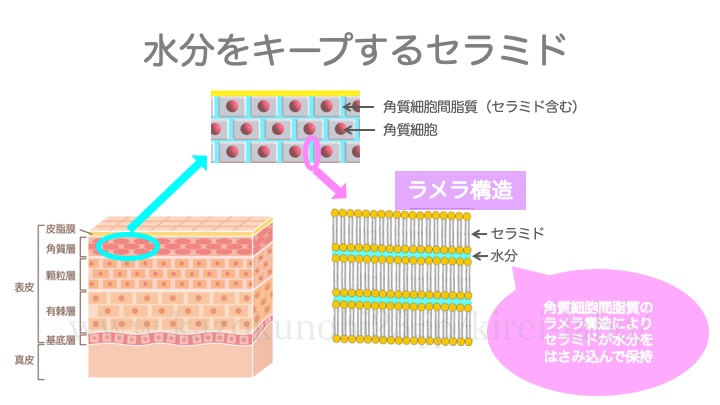 水分をキープするセラミド
