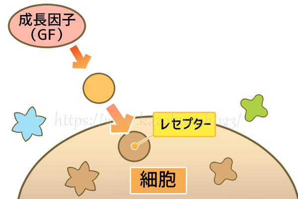 ヒト幹細胞培養液が肌の細胞に直接働きかけるメカニズム