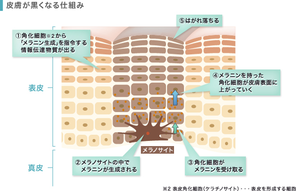 皮膚が黒くなる仕組み