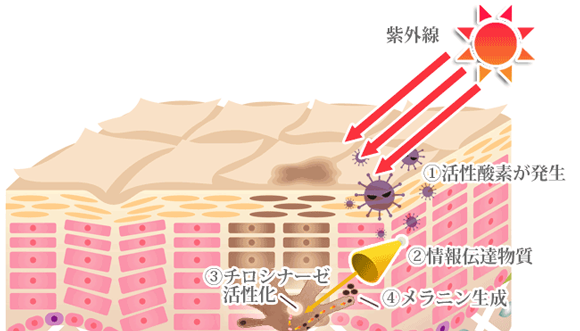 メラニン色素が生成されるメカニズム