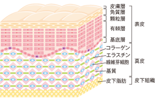 皮膚のしくみ・構造