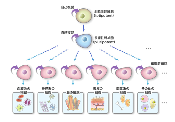 幹細胞とは『細胞を生み出す細胞』