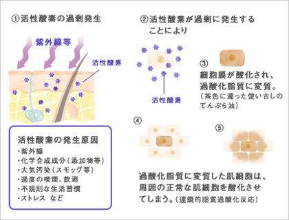 活性酸素が過剰に発生すると、抗酸化酵素や抗酸化物質の働きが追い付きません。