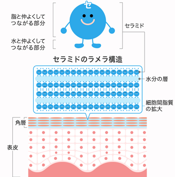 セラミドの保湿メカニズム