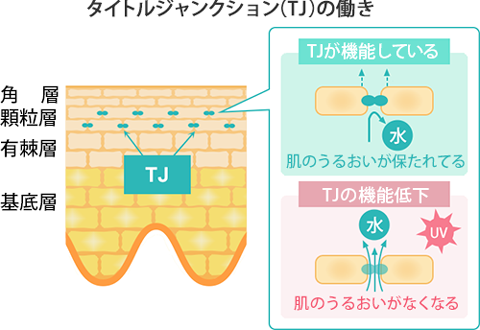 「タイトジャンクション」をサポートする働き