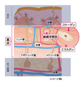 真皮とは