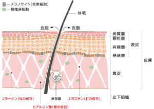 皮膚の構造について