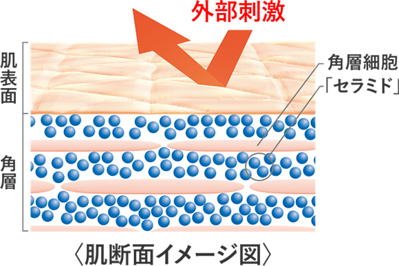 「肌を外部刺激から守る働き=バリア機能」のための必須成分