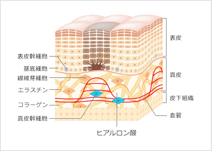 美しい肌をつくる真皮幹細胞