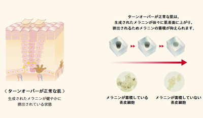 大塚製薬のインナーシグナルは、メラニンの生成を抑えるのではなく、ターンオーバーを盛んにすることで、メラニンの排出を活発にするスキンケアです。