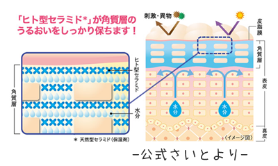 公式サイトよりお借りしてきたヒト型セラミドの様子。